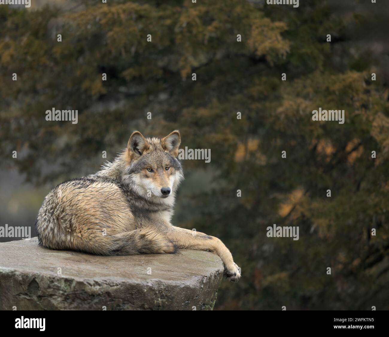Lupo grigio messicano (Canis lupus) che si rilassa su una roccia nella foresta Foto Stock