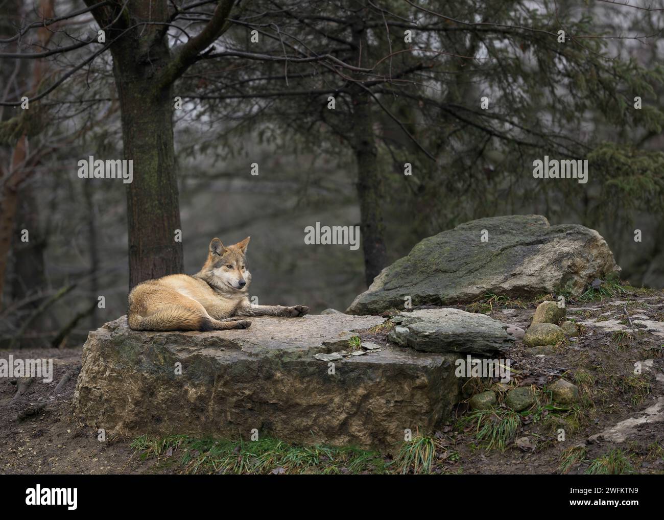 Lupo grigio messicano (Canis lupus) che si rilassa su una roccia nella foresta Foto Stock
