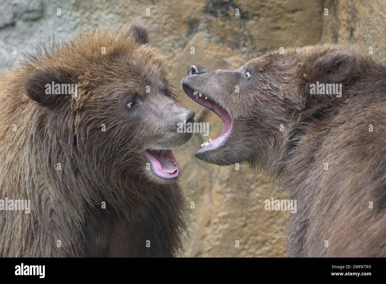 Due cuccioli di orso bruno (Ursus arctos) combattono o giocano con la bocca aperta Foto Stock