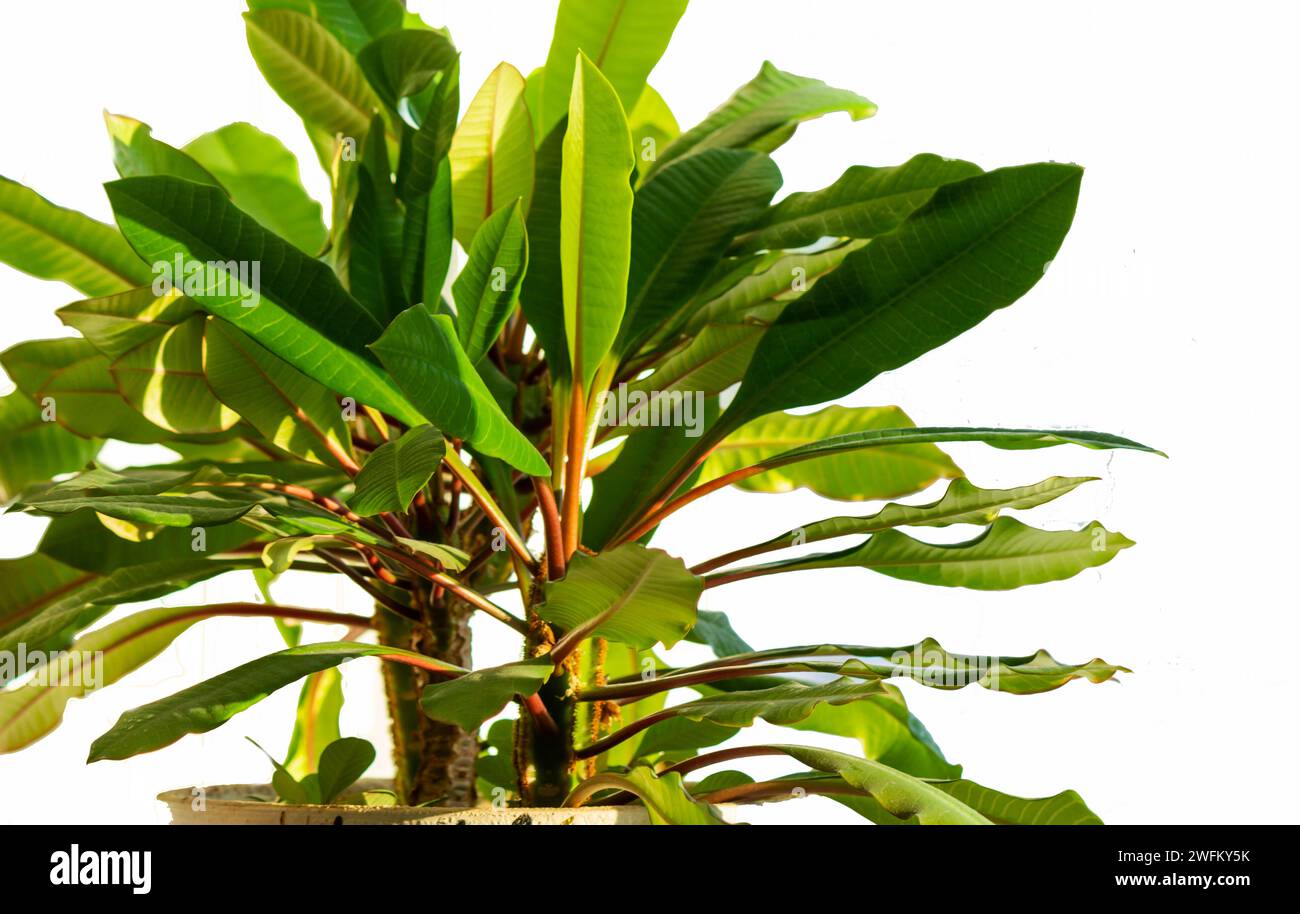 Euforbia venata bianca - isolata su sfondo bianco. fiore di casa Foto Stock