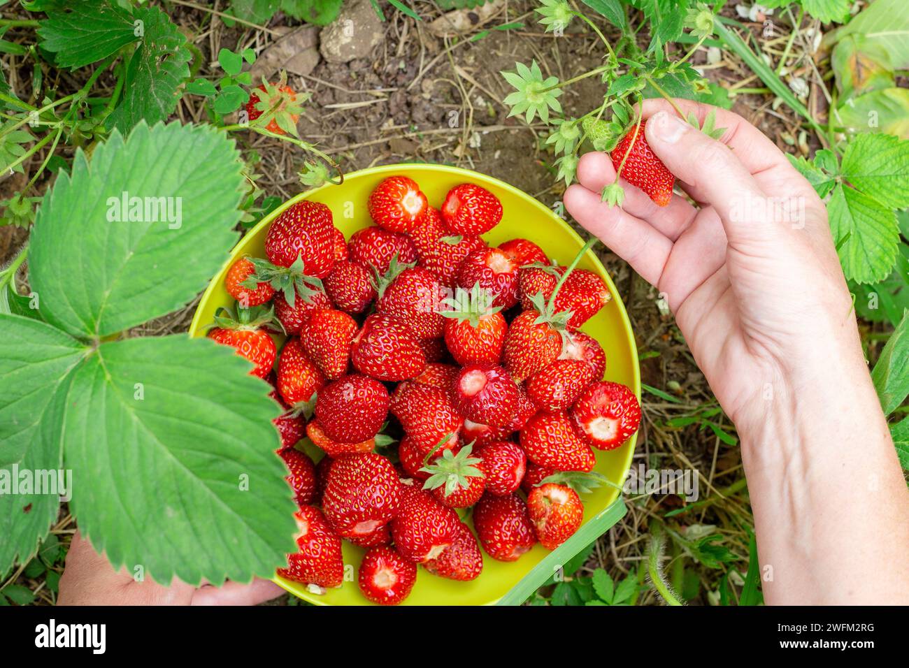 Una donna raccoglie fragole rosse mature da un cespuglio e le mette in una tazza. Raccolta di bacche. Foto Stock