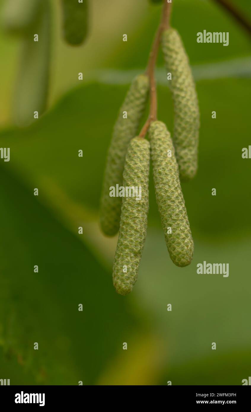 I pelucchi di nocciole pendenti da un ramo di nocciola. Catkin autunnale. Hazel fiori maschi. I gatti Corylus avellana. Foto Stock