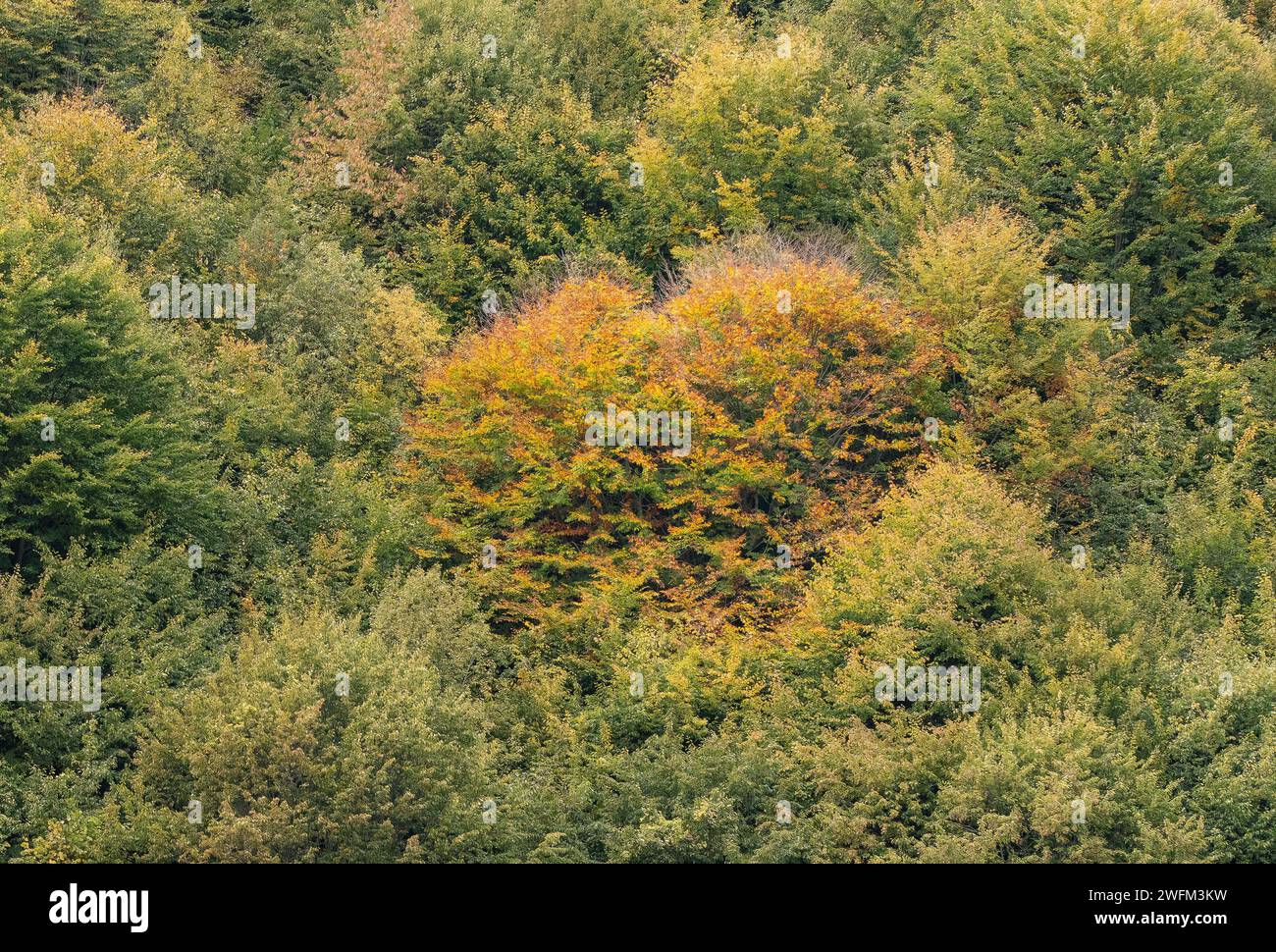 Un paesaggio incredibile con un albero a forma di cuore. Paesaggio autunnale con faggi, betulle, aceri e pini. Sfondo autunnale. Il concetto d'amore per l'autunno. Foto Stock
