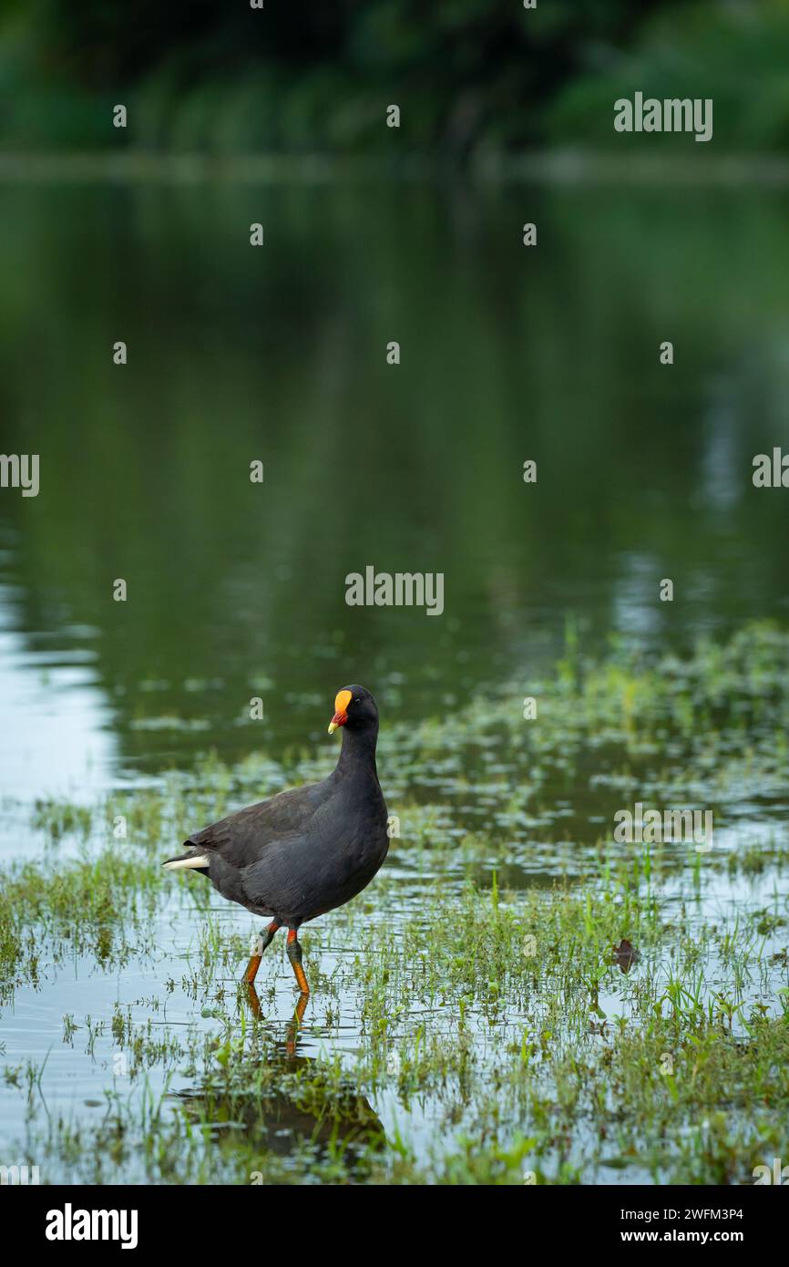 Moorhen si gusta in acqua di rondine Foto Stock