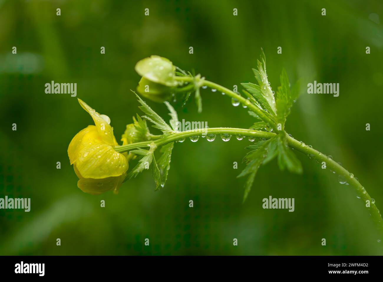 Fiore del globo (Trollius europaeus) dopo una pioggia primaverile. Concetto di gocce d'acqua. La pioggia cade su un fiore giallo. La pioggia cade su un fiore del globo. Foto Stock
