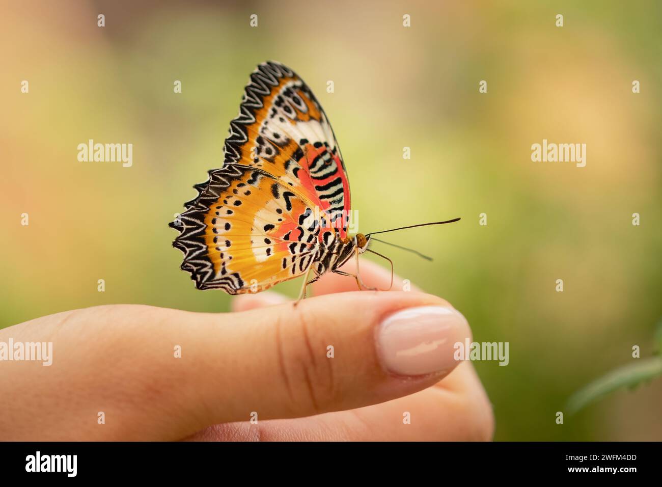 Primo piano di un'incantevole farfalla che punge sul dito di una signora. Una farfalla colorata in piedi sul dito di una donna. Concetto di protezione degli insetti. Giorno della terra, ceppo Foto Stock