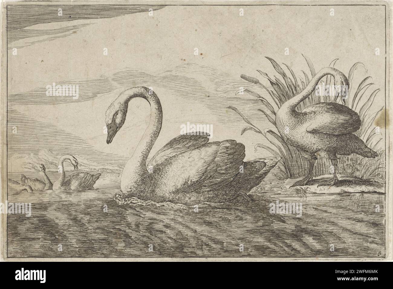 Zwanen, Pieter Schenk (i) (attribuito a), dopo Francis Barlow, 1675 - 1711 stampano cinque cigni dentro e vicino all'acqua. Acquavite di carta di Amsterdam: swan Foto Stock
