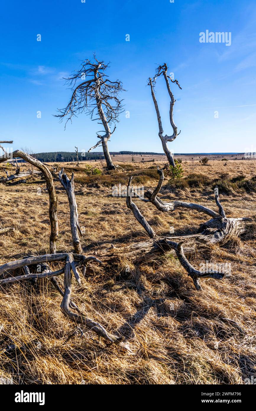 Foresta fantasma di Noir Flohay, resti di un incendio boschivo del 2011 nelle alte Fens, alta brughiera, nella regione di Eifel e Ardennes, High Fens-Eifel Nature Pa Foto Stock