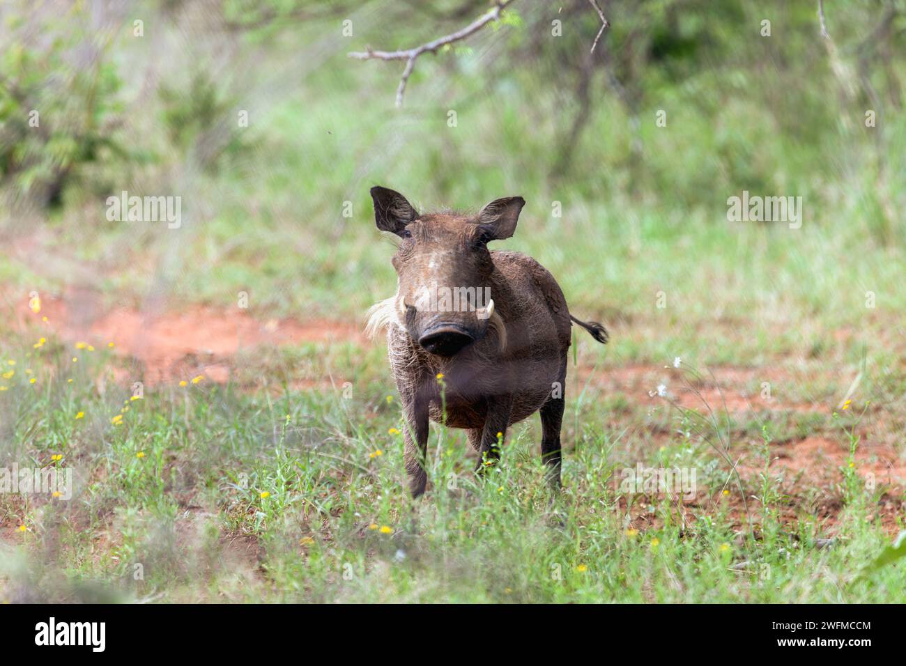 Porcellino warthog che cammina nel Bush, riserva faunistica in Botswana Foto Stock