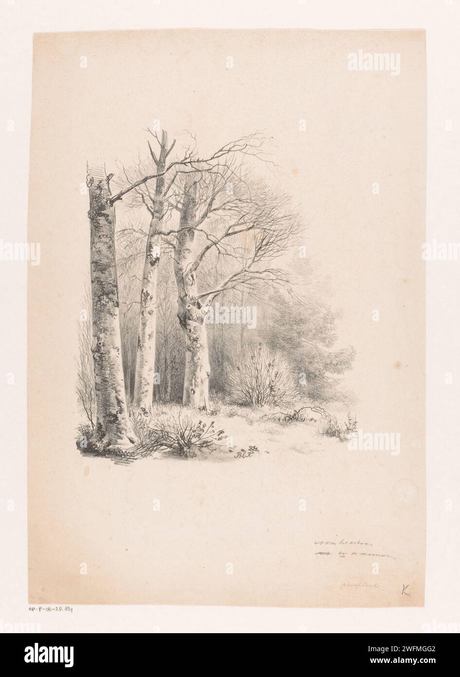 Tre alberi in una foresta, Barend Cornelis Koekkoek, 1829 - 1845 stampa Amsterdam gruppi di alberi. foresta, legno Foto Stock