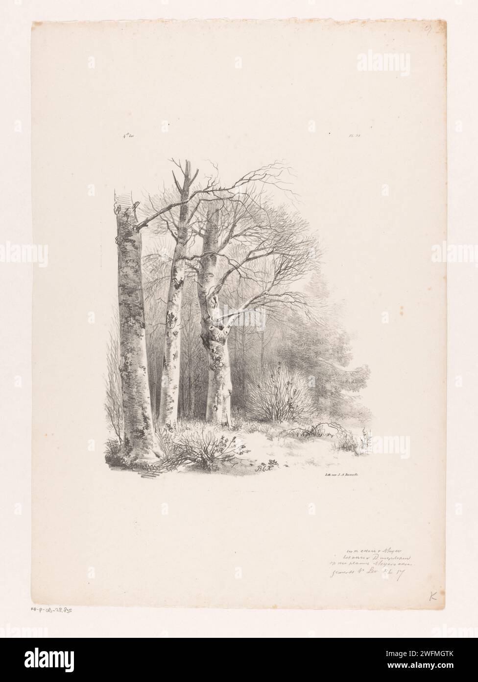 Tre alberi in una foresta, Barend Cornelis Koekkoek, 1829 - 1830 stampa numerata a sinistra e in alto a destra: '4th Lev' e 'PL 22'. Gruppi di alberi di carta di Amsterdam. foresta, legno Foto Stock