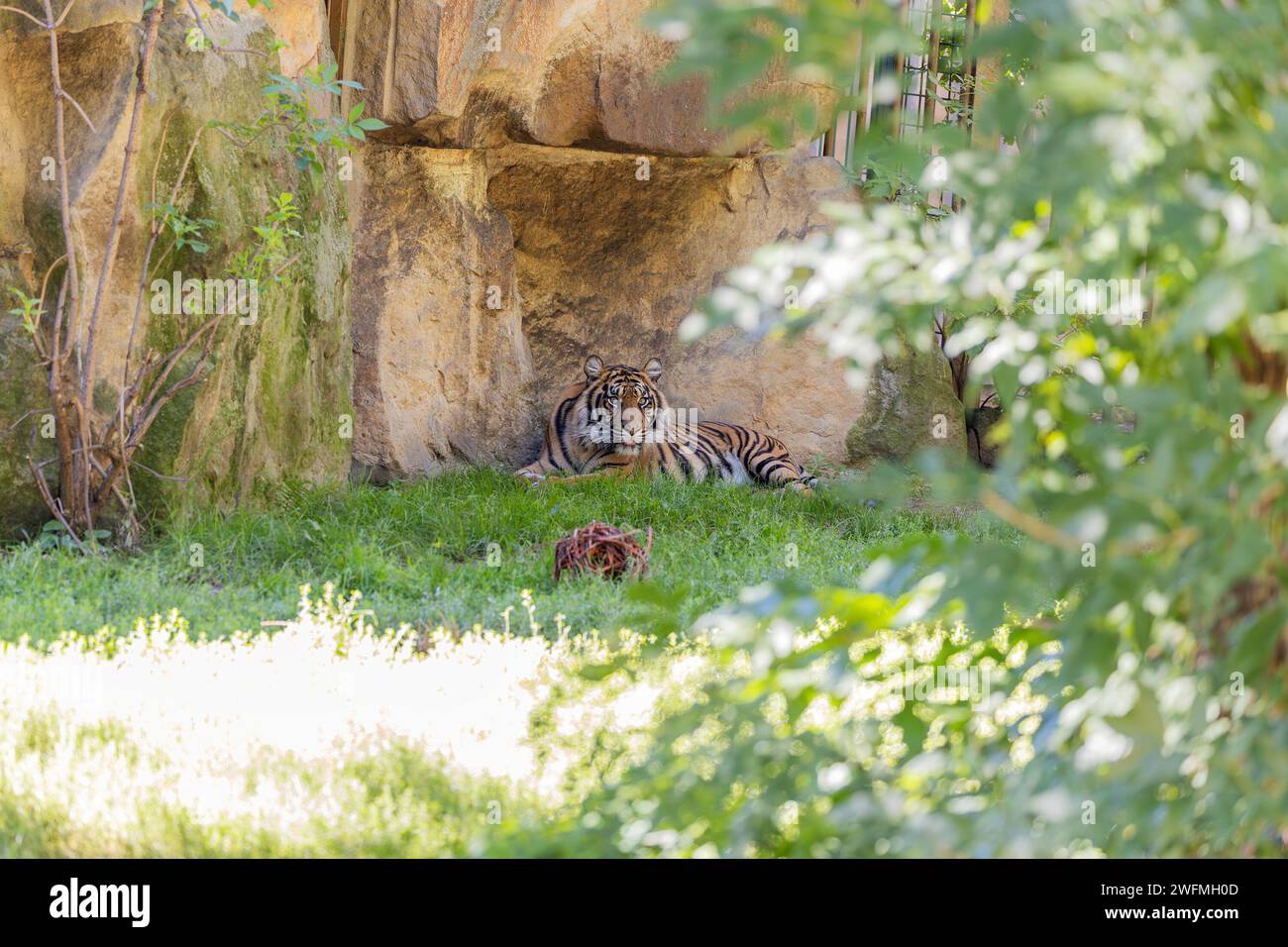 Maestosa tigre malese, jacksoni di Panthera tigris, che si aggira attraverso le giungle malesi, mostrando la sua potente presenza e il distintivo coa a strisce Foto Stock