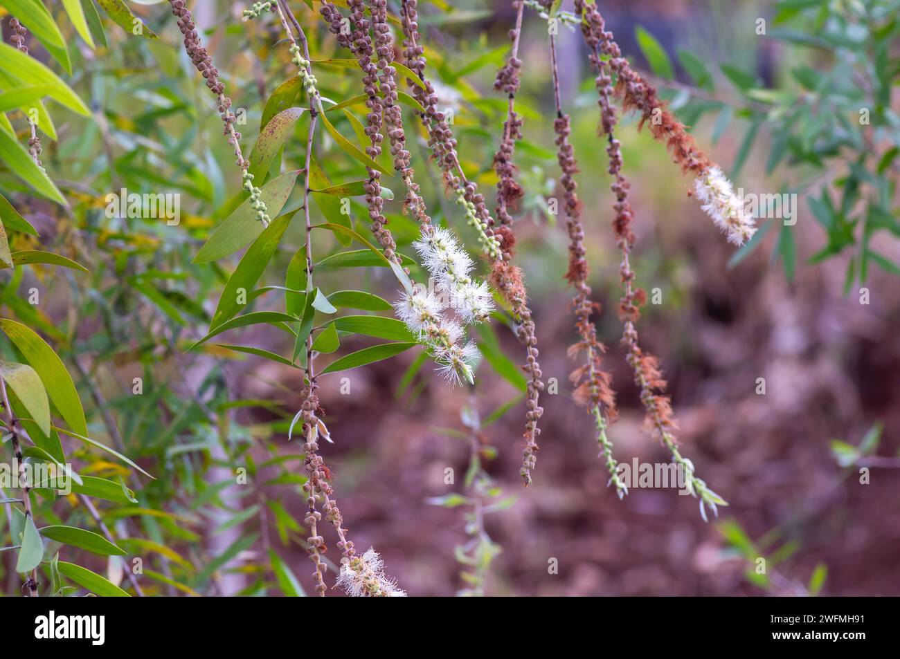 Fiori di Melaleuca cajuputi, cajuput, nella foresta di Cajuput, Gunung Kidul, Yogyakarta, Indonesia. Foto Stock