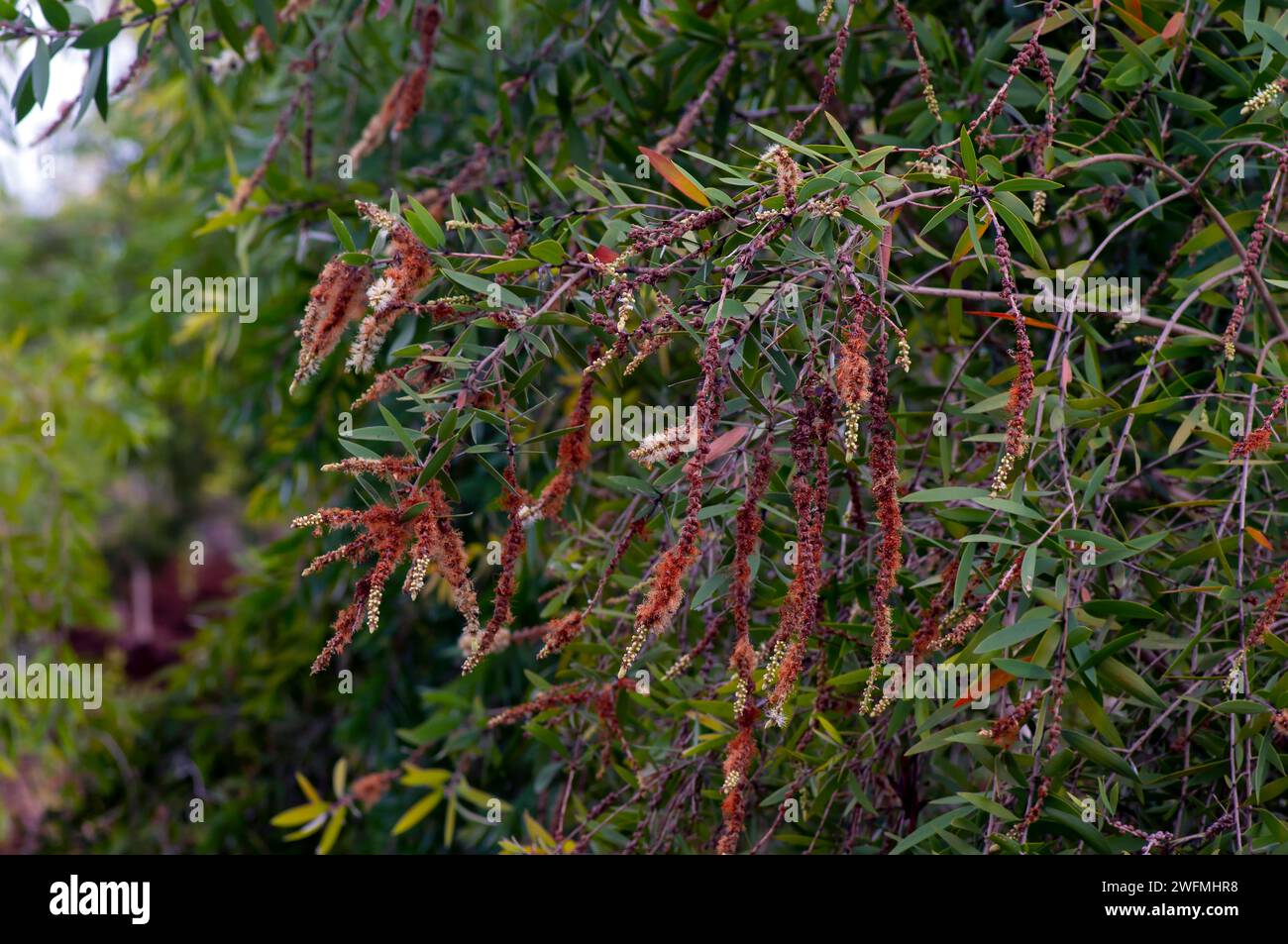 Fiori di Melaleuca cajuputi, cajuput, nella foresta di Cajuput, Gunung Kidul, Yogyakarta, Indonesia. Foto Stock