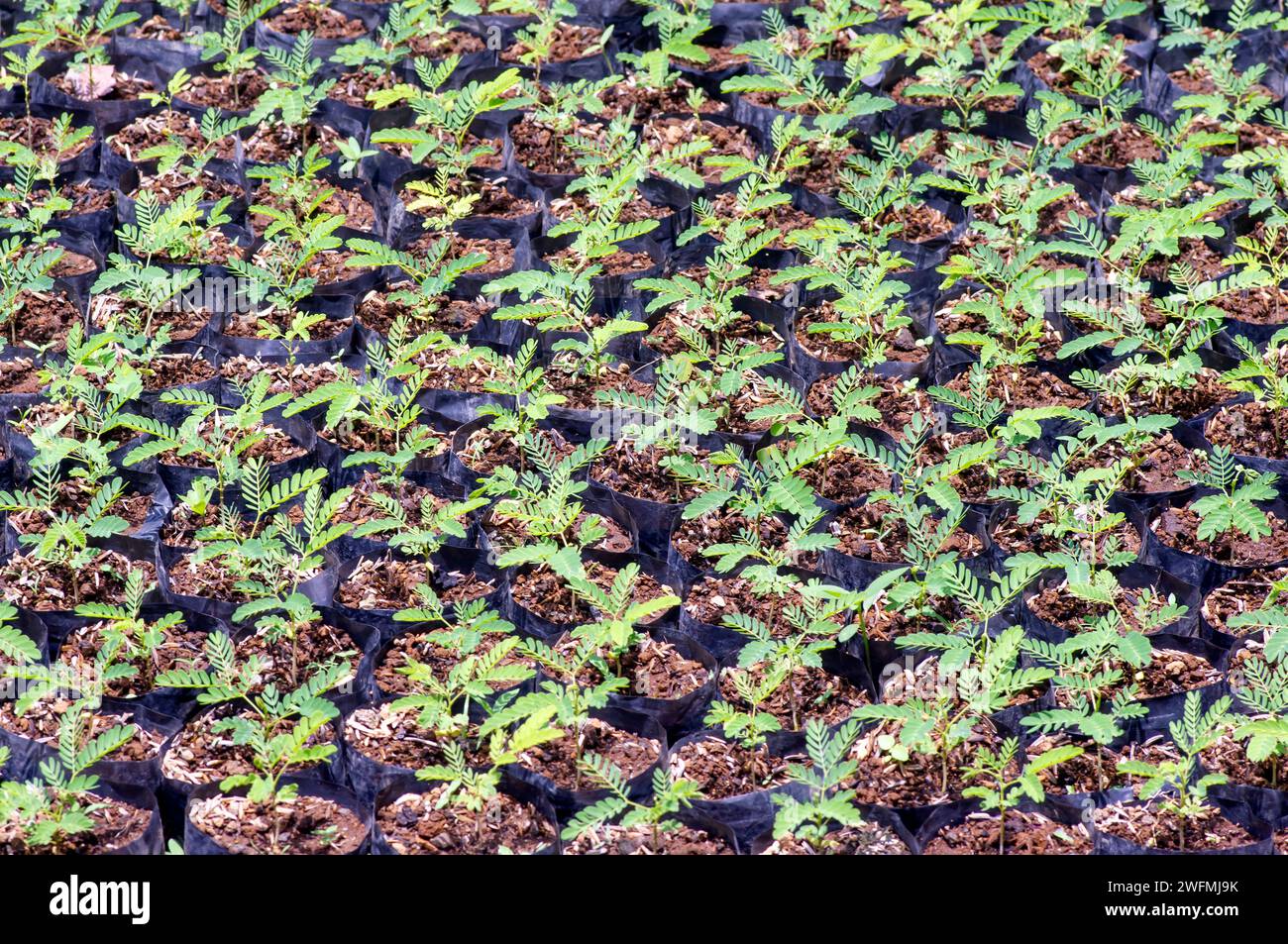 Le piantine di Sengon (Albizia falcataria) crescono bene nel vivaio di Yogyakarta, Indonesia. Foto Stock