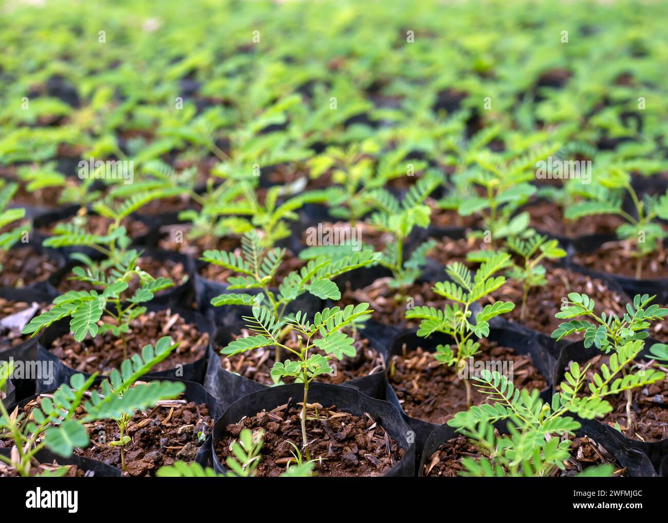 Le piantine di Sengon (Albizia falcataria) crescono bene nel vivaio di Yogyakarta, Indonesia. Foto Stock