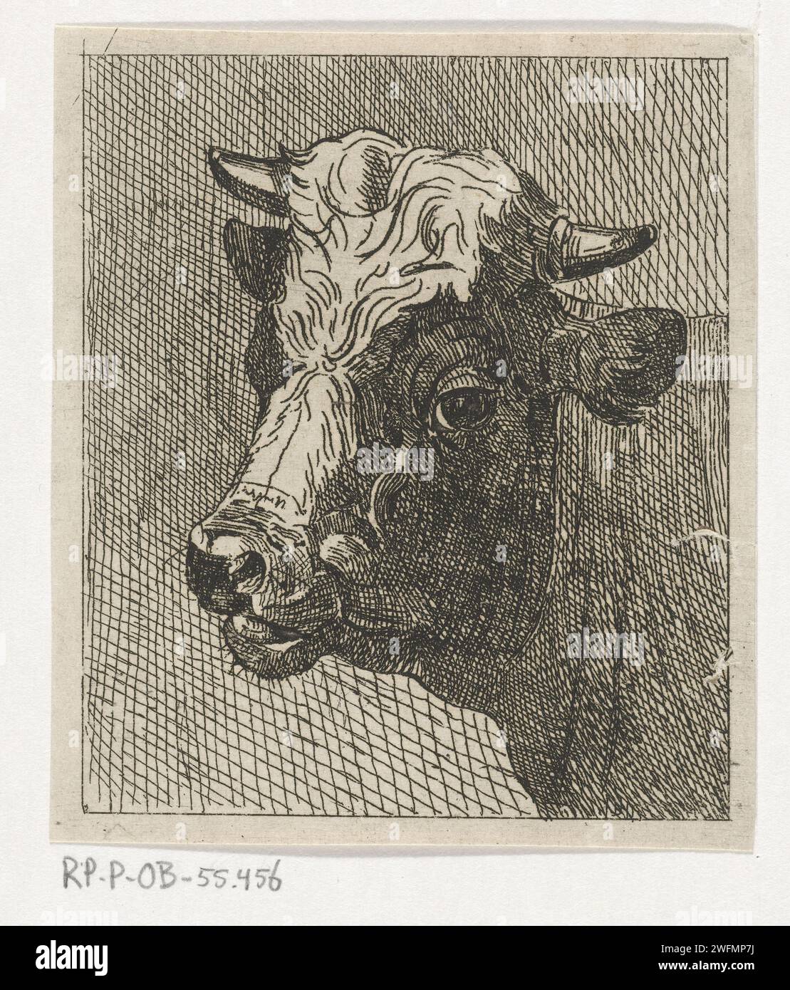 Testa di mucca a sinistra, John Hari (II), c. 1822 - 1887 stampa l'Aia carta che incide mucca Foto Stock