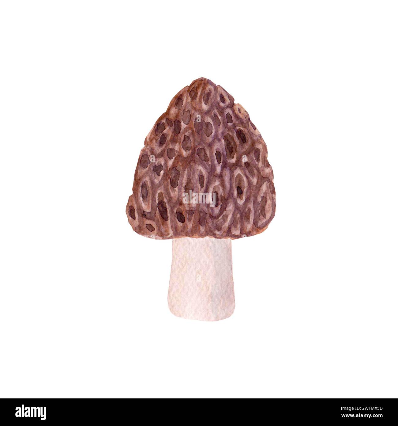 Fungo morel disegnato a mano con acquerello isolato su sfondo bianco. Illustrazione botanica acquerello. Foto Stock