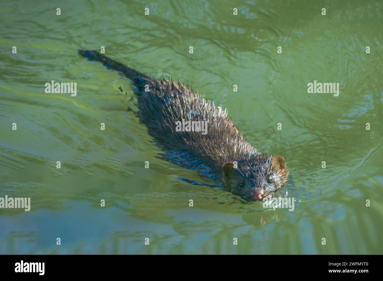 IMMAGINE- 7209069 American Mink (Neogale vison) nuoto a East Plum Creek, Castle Rock Colorado USA. Foto Stock