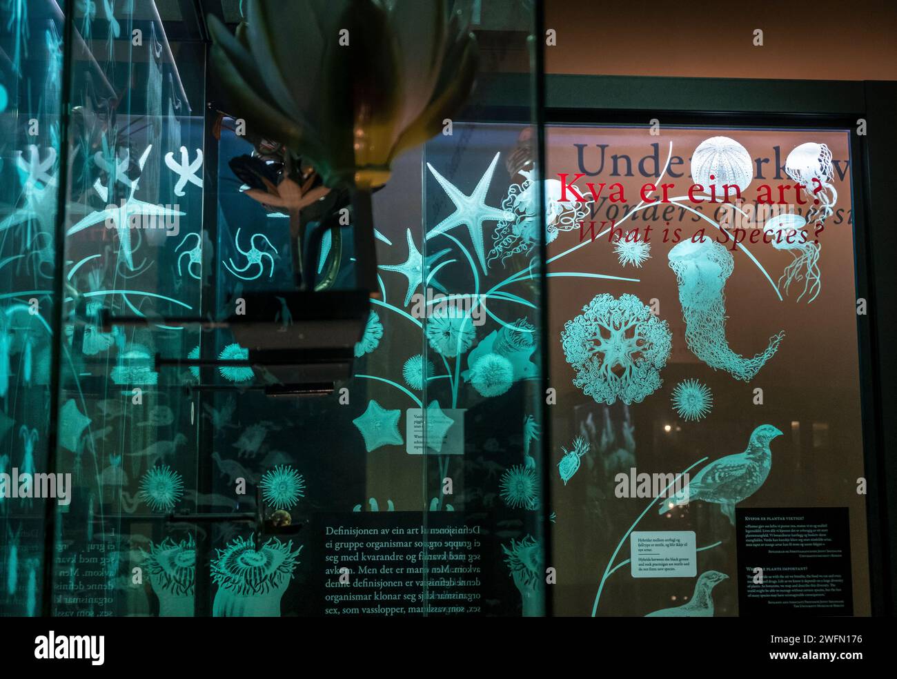 Mostre di flora e fauna selvatiche presso il Museo Universitario di Bergen, Norvegia Foto Stock