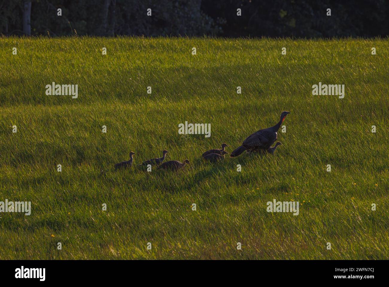 Galline e pollame in un giorno di agosto nel Wisconsin settentrionale. Foto Stock