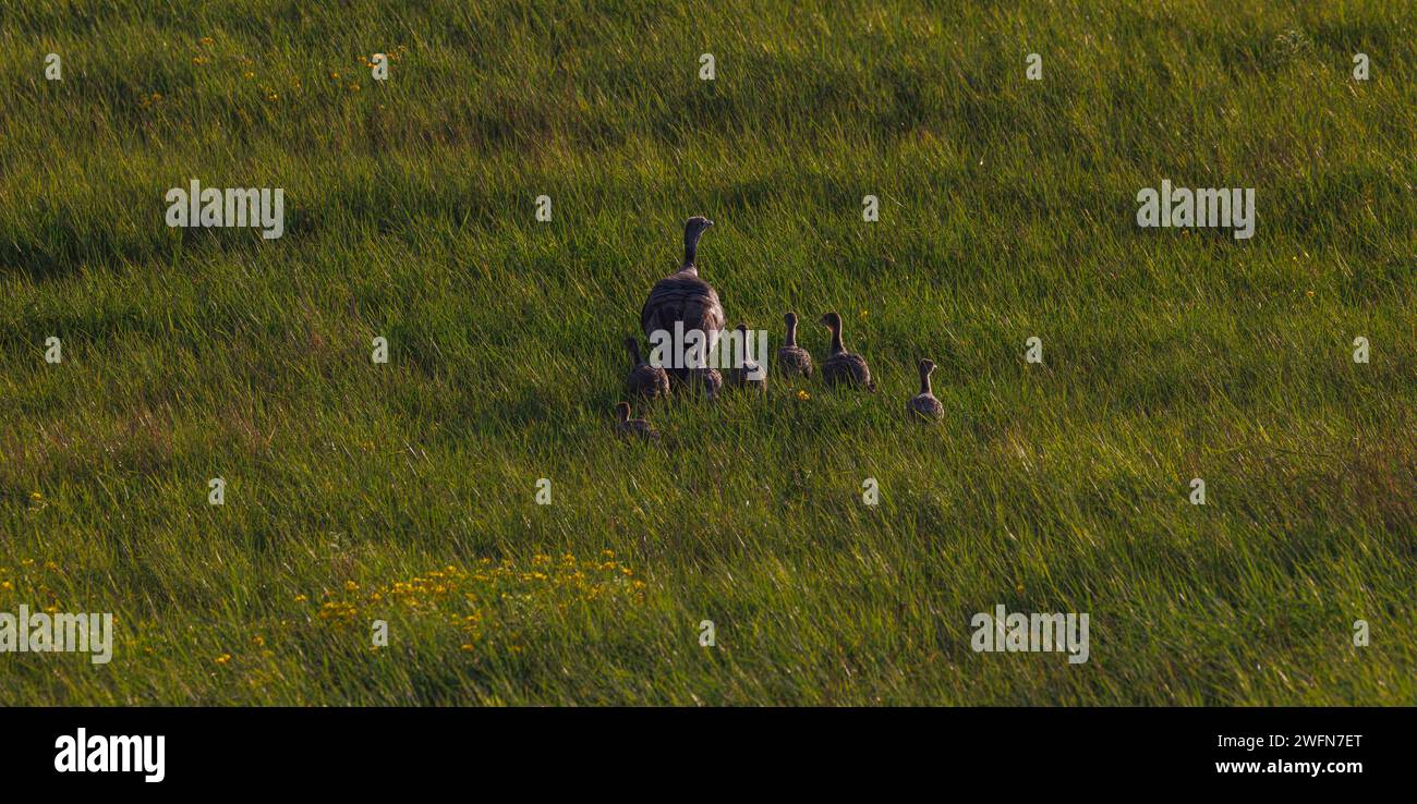 Galline e pollame in un giorno di agosto nel Wisconsin settentrionale. Foto Stock
