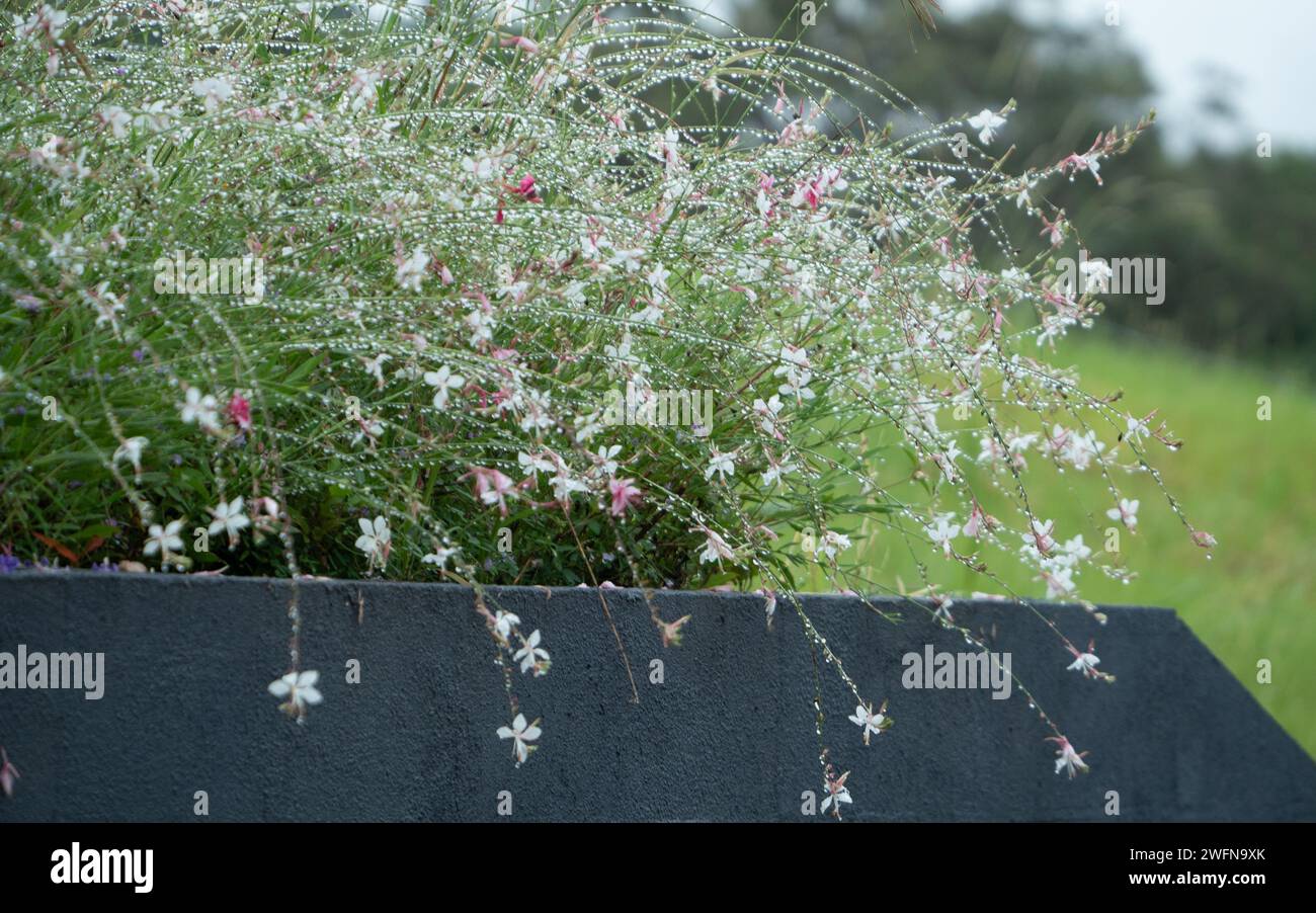 Gaura o farfalla che sussurra fiori nel Bush, luccicanti freschi con gocce di pioggia dopo la pioggia estiva, cottage Garden australiano Foto Stock