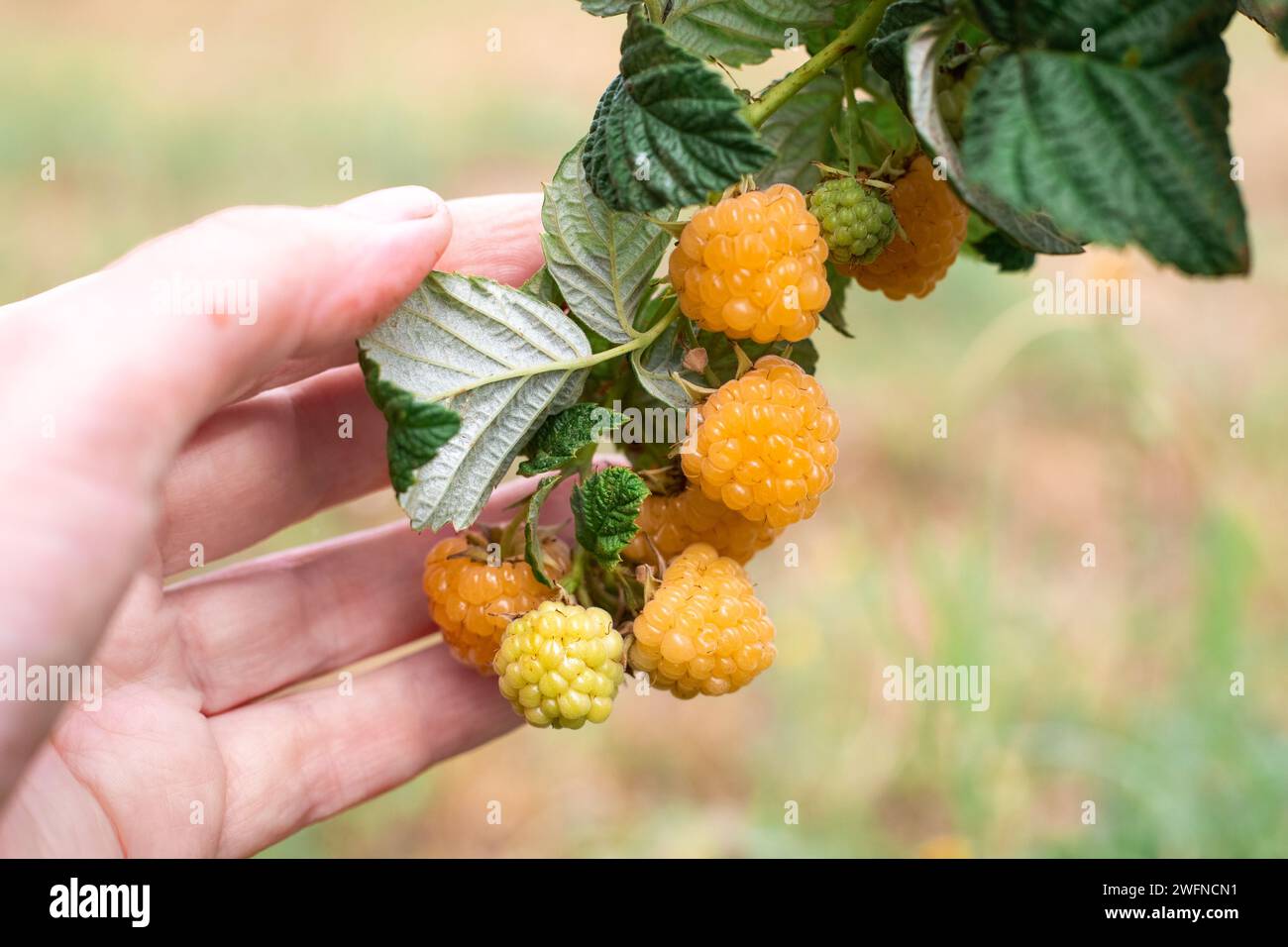 ramo di lamponi gialli maturi nelle mani di un giardiniere. Una rara varietà di bacche. Crescere e prendersi cura. Foto Stock