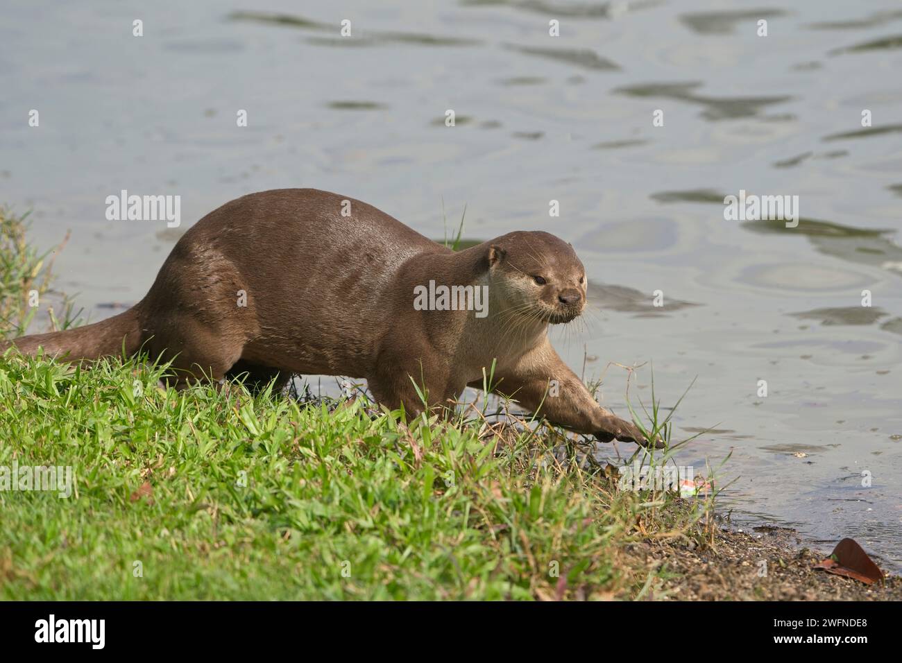 Famiglia di lontre con rivestimento liscio sul lato del fiume Kallang Foto Stock