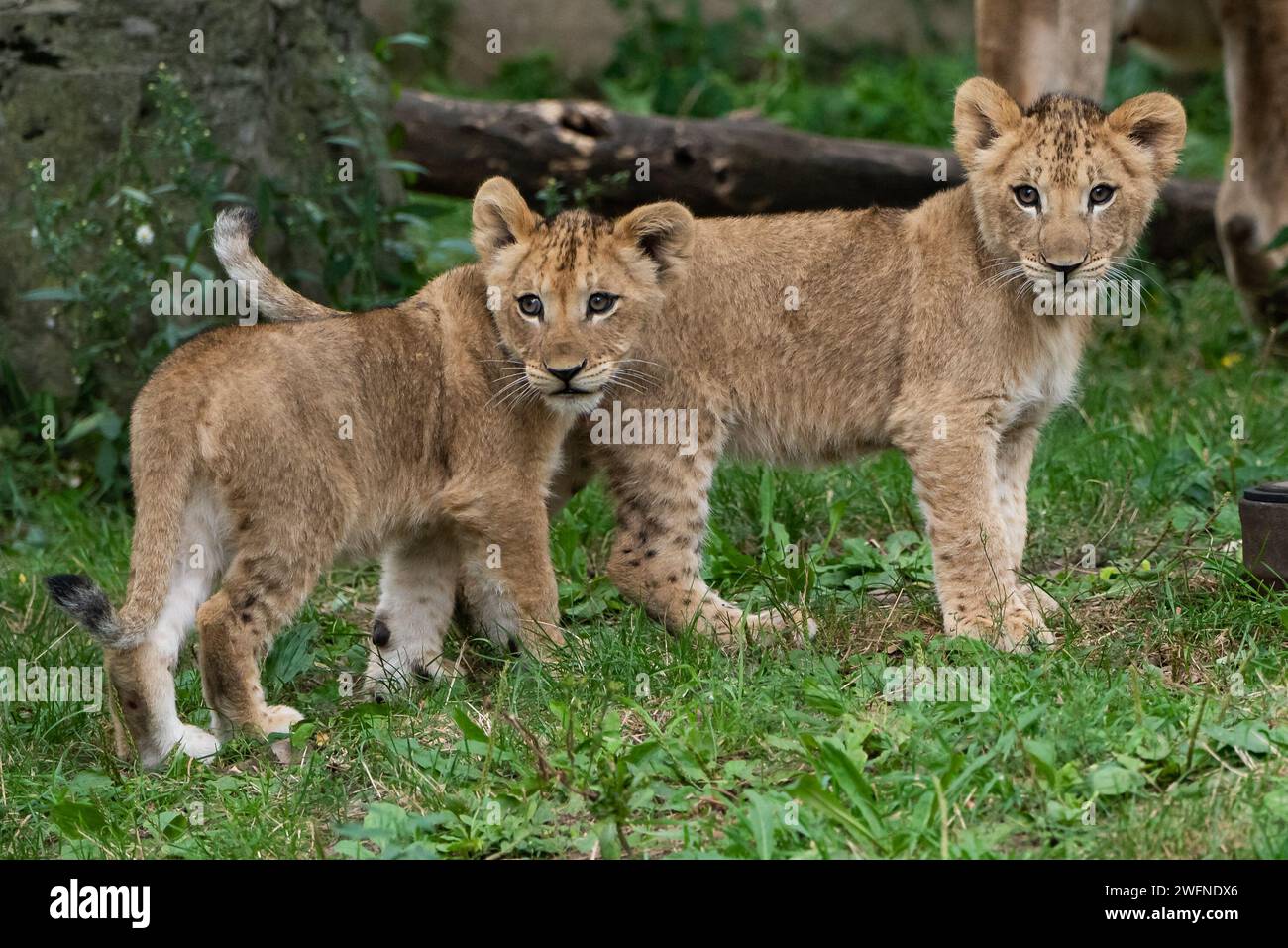 Adorabili cuccioli di leone in cerca di guai. Foto Stock