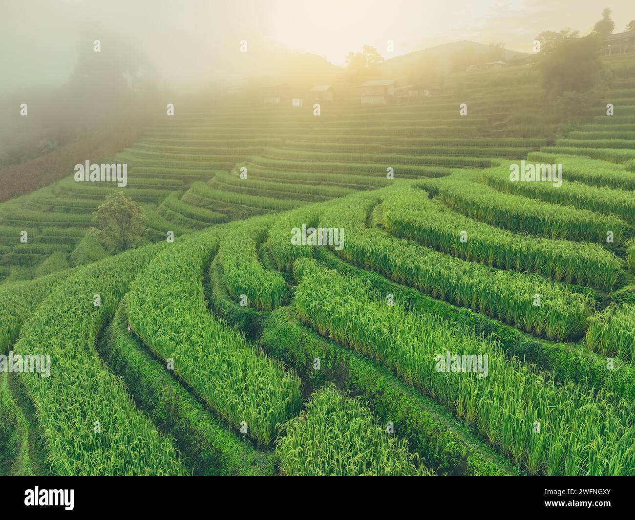 Paesaggio di una terrazza di riso verde con nebbia al mattino. Paesaggio naturale. Allevamento di riso verde. Campi di riso terrazzati. Destinazioni di viaggio in Asia. Traditore Foto Stock