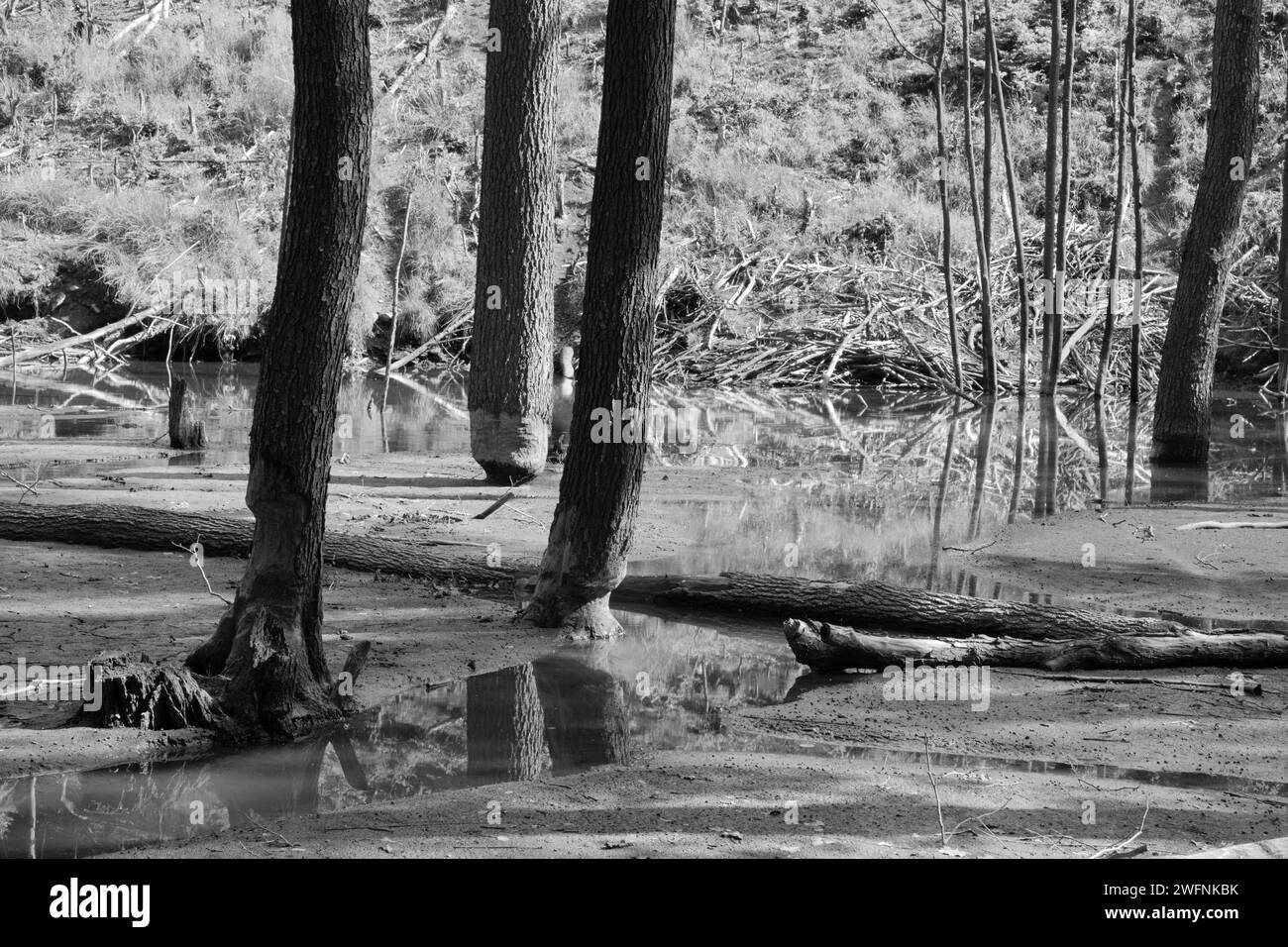 Il beaver barrage sul torrente nella foresta dei Piccoli Carpazi - Slovacchia Foto Stock