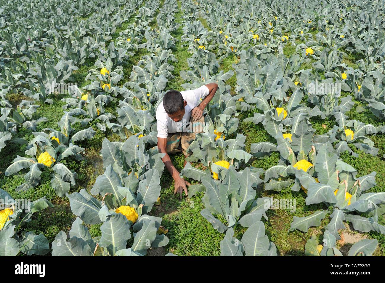 Non esclusivo: Un agricoltore sta liberando le erbacce in un colorato campo di cavolfiore. In questo campo di Barnagar villaggio di Fatepur unione di Goainghat upazila of Foto Stock