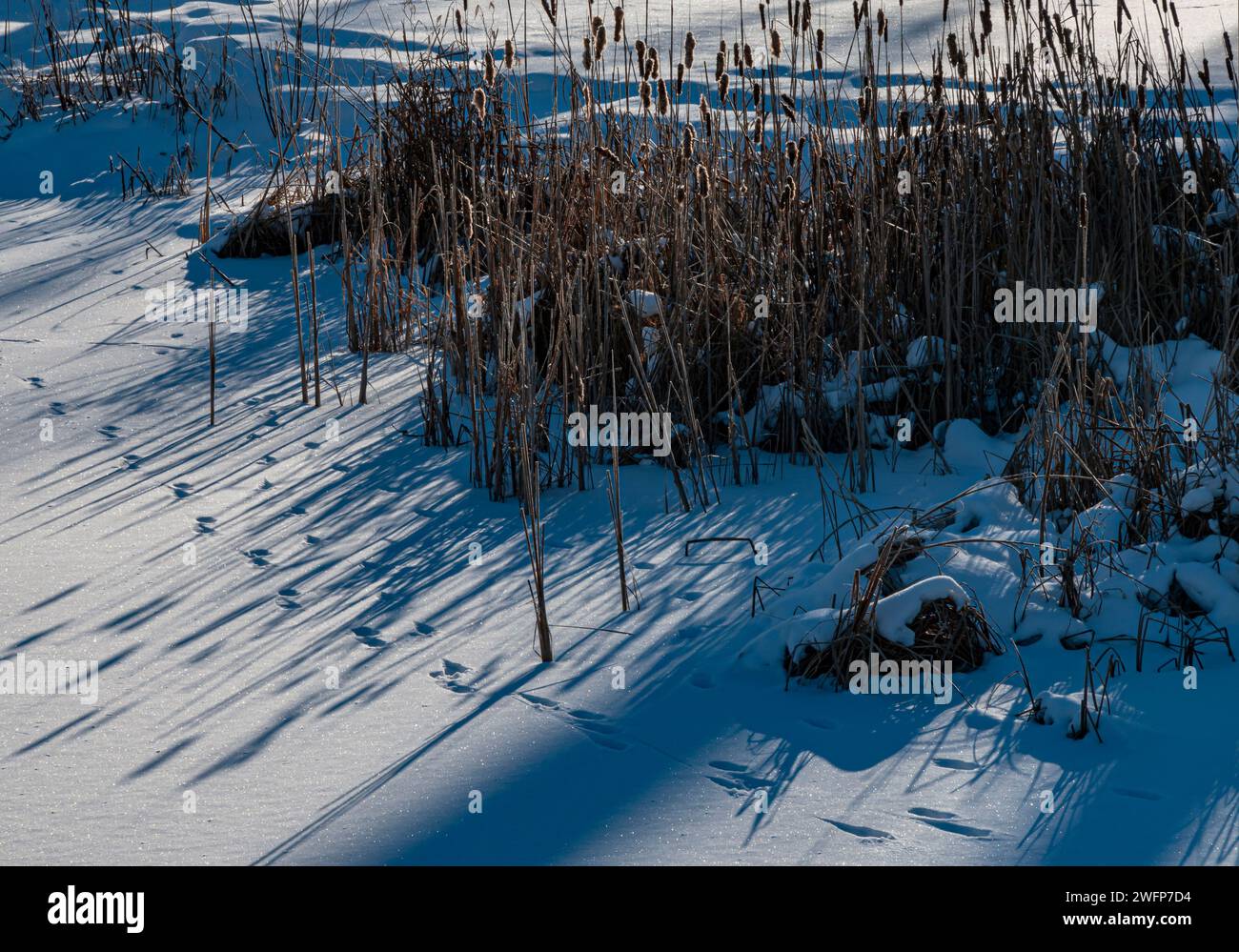 Le cattail proiettano ombre invernali sulle piste per animali, East Branch, DuPage River Shore, Churchill Woods Forest Preserve, DuPage County, Illinois Foto Stock