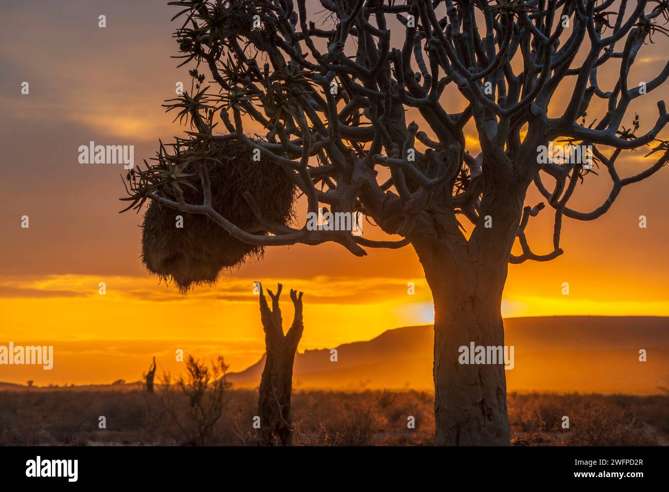 Enorme albero di aloe contro il sole che sorge nel deserto della Namibia Foto Stock