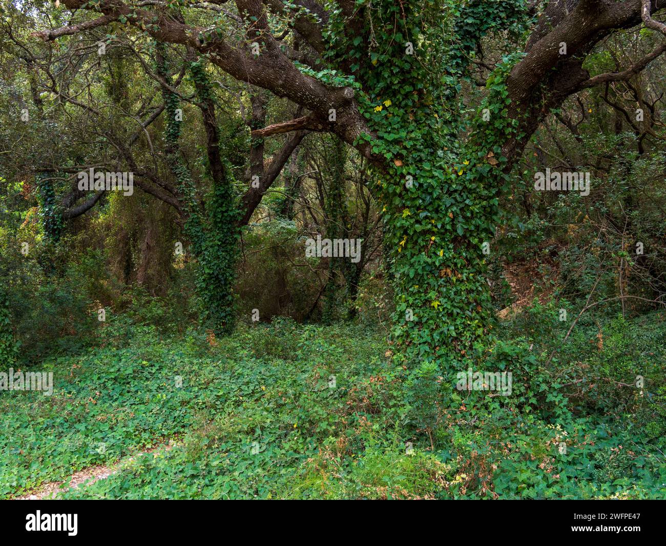 bosque de Randa, Algaida, Mallorca, Isole Baleari, Spagna Foto Stock