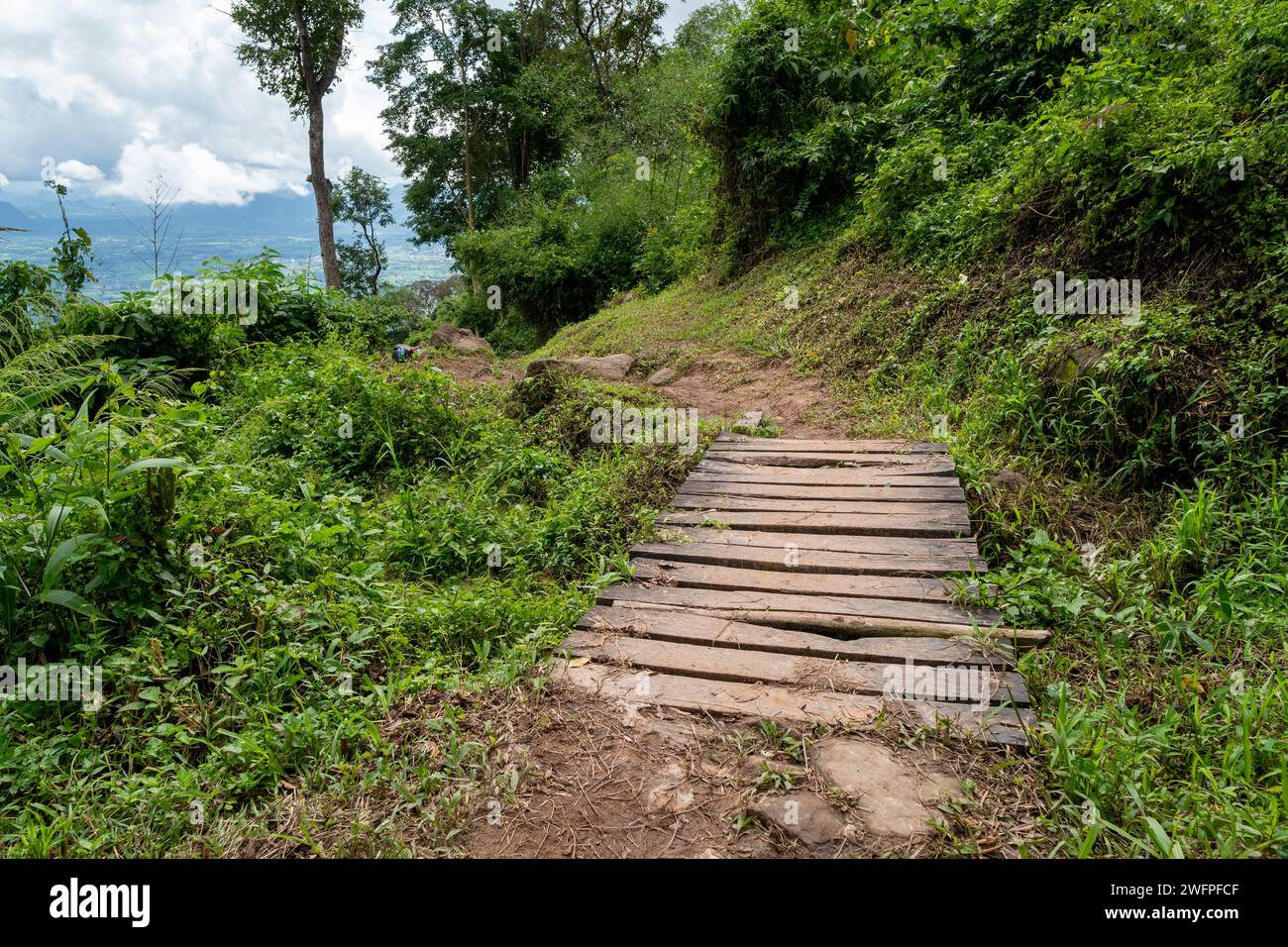 Foresta nel parco nazionale di Phu Kradueng, provincia di Loei, Thailandia. Foto Stock