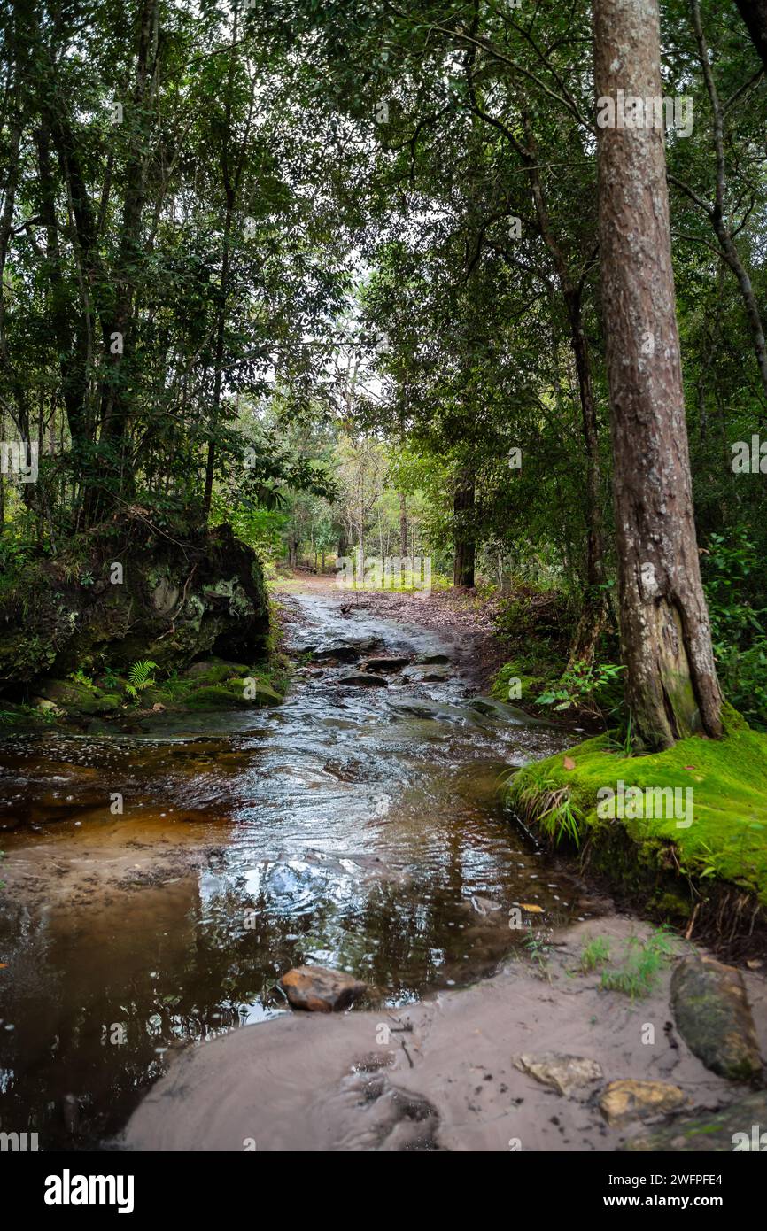 Foresta nel parco nazionale di Phu Kradueng, provincia di Loei, Thailandia. Foto Stock
