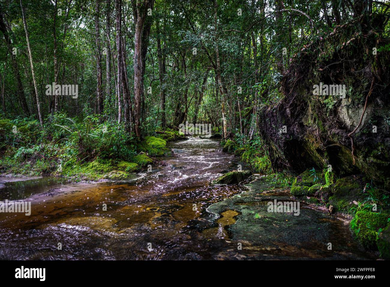 Foresta nel parco nazionale di Phu Kradueng, provincia di Loei, Thailandia. Foto Stock