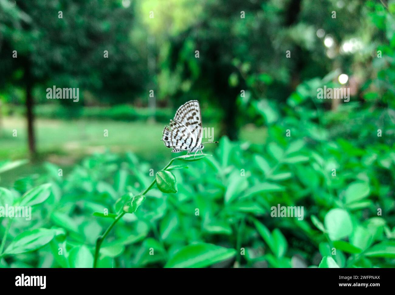 Primo piano di una farfalla arroccata su una fogliame verdeggiante Foto Stock
