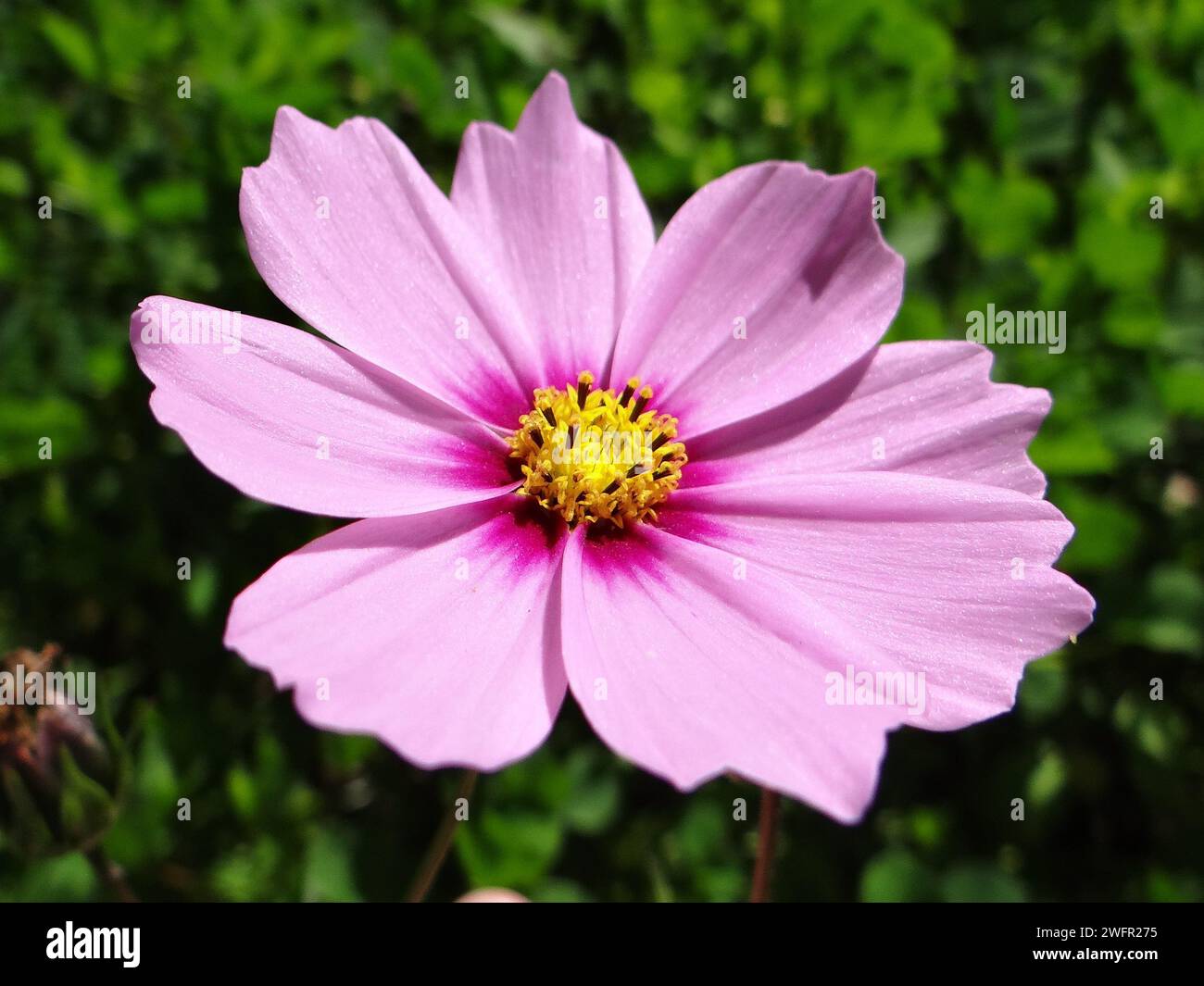 Catturando l'eterea essenza della natura, "Cerulean Bloom" si svolge in una sinfonia ravvicinata di tonalità vivaci, petali delicati e dettagli intricati Foto Stock