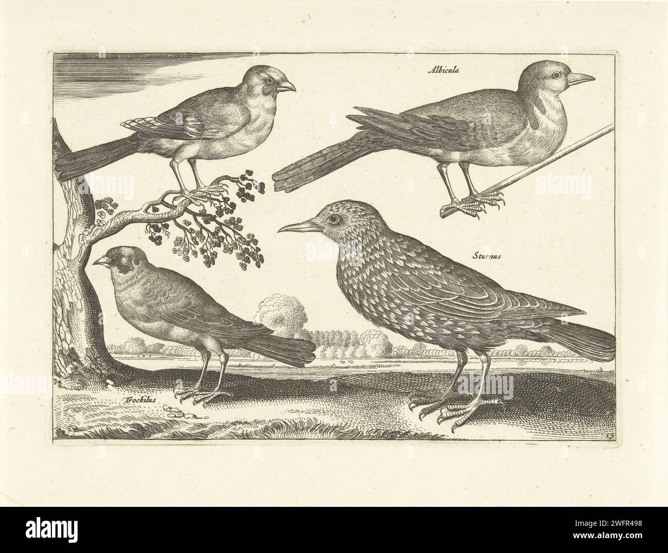 Vier Vogels, Anonimo, dopo Adriaen Collaert, 1659 stampa due fringuelli, uno larco e uno starling. La stampa fa parte di una serie con gli uccelli come soggetto. Tipografia: Unknownafter design by: Antwerppublisher: Amsterdam paper etching / incisione song-Birds: lark. song-birds: finch. song-birds: starling Foto Stock