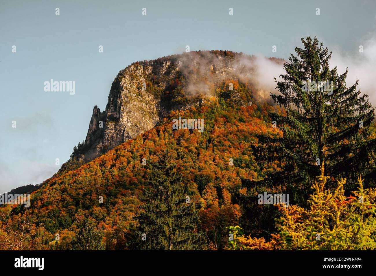 Plezališče Kupljenik (montagna), vicino a Bohinjska Bela e Bled, Slovenia, foresta autunnale, foglie gialle, marroni e verdi Foto Stock