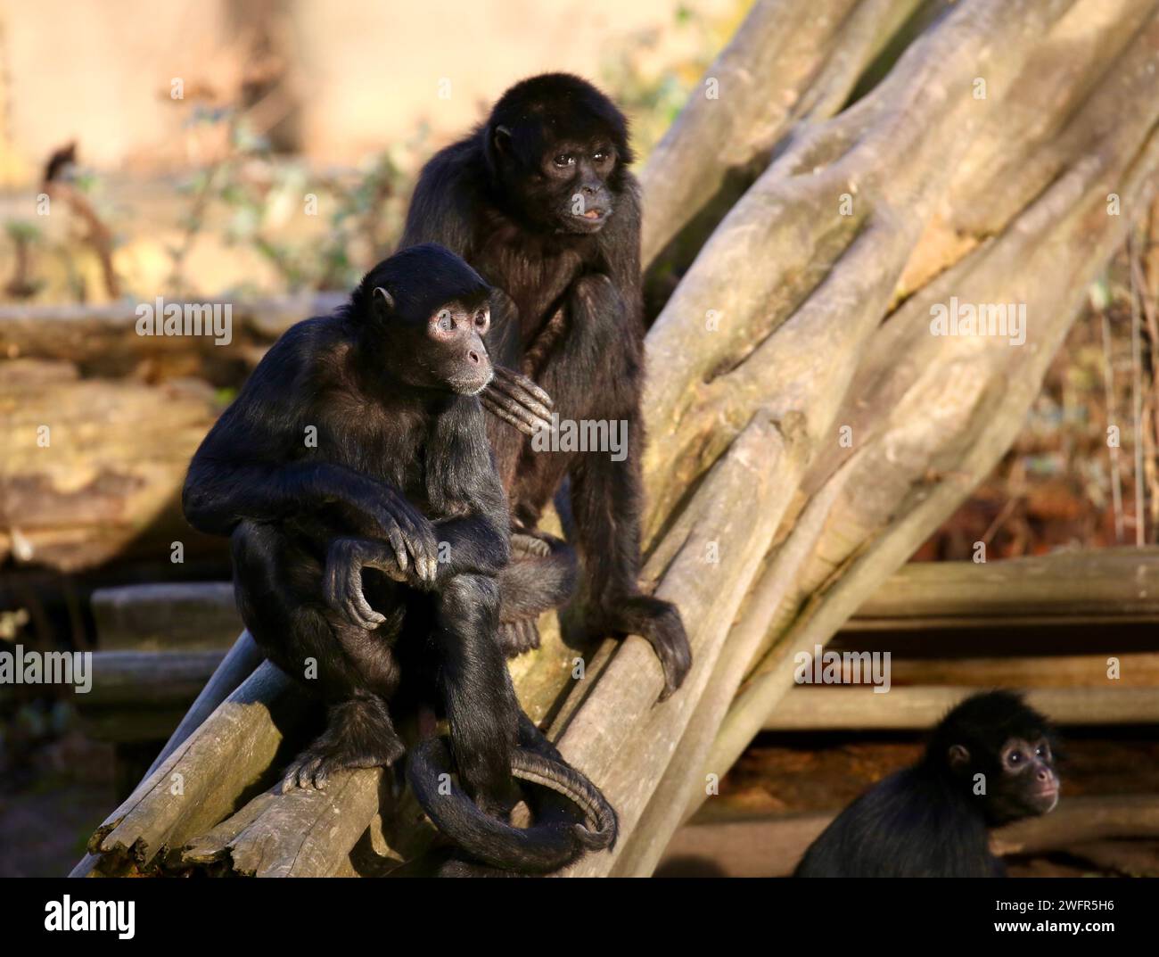 Black Spider Monkeys with baby (genere Ateles) Foto Stock