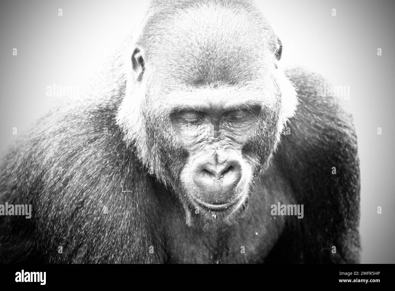 Gorilla del Lowland orientale (Gorilla di Grauer) Foto Stock