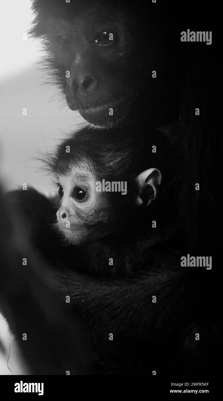 Baby Black Spider Monkey (genere Ateles) Foto Stock