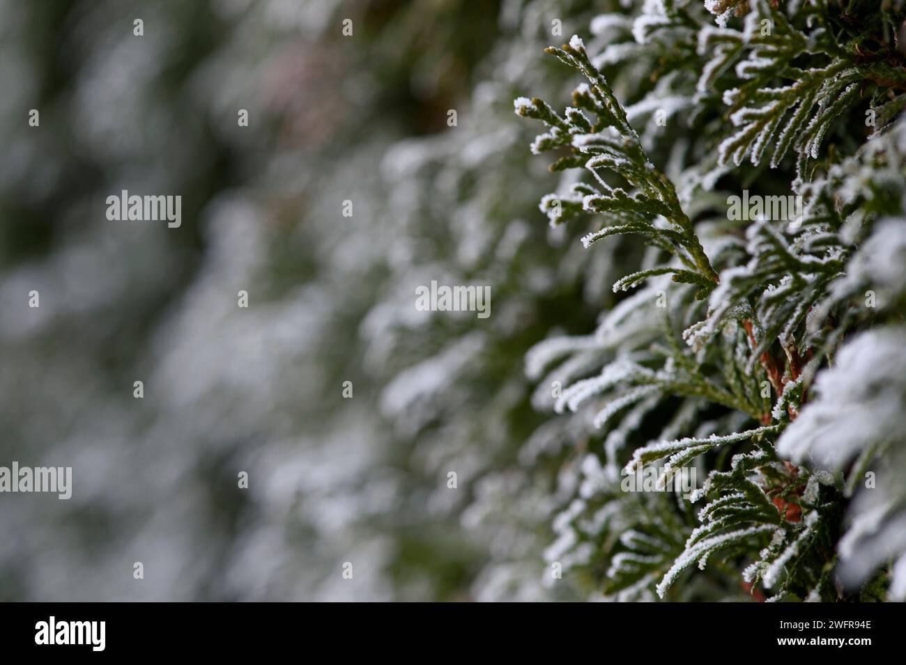 30.01.2024, Deutschland, Baden Würrtemberg, Reif umzieht ein Blatt, BLF **** 30 01 2024, Germania, Baden Würrtemberg, Reif umzieht ein Blatt, BLF 16046482 Bernd Leitner Photography Foto Stock