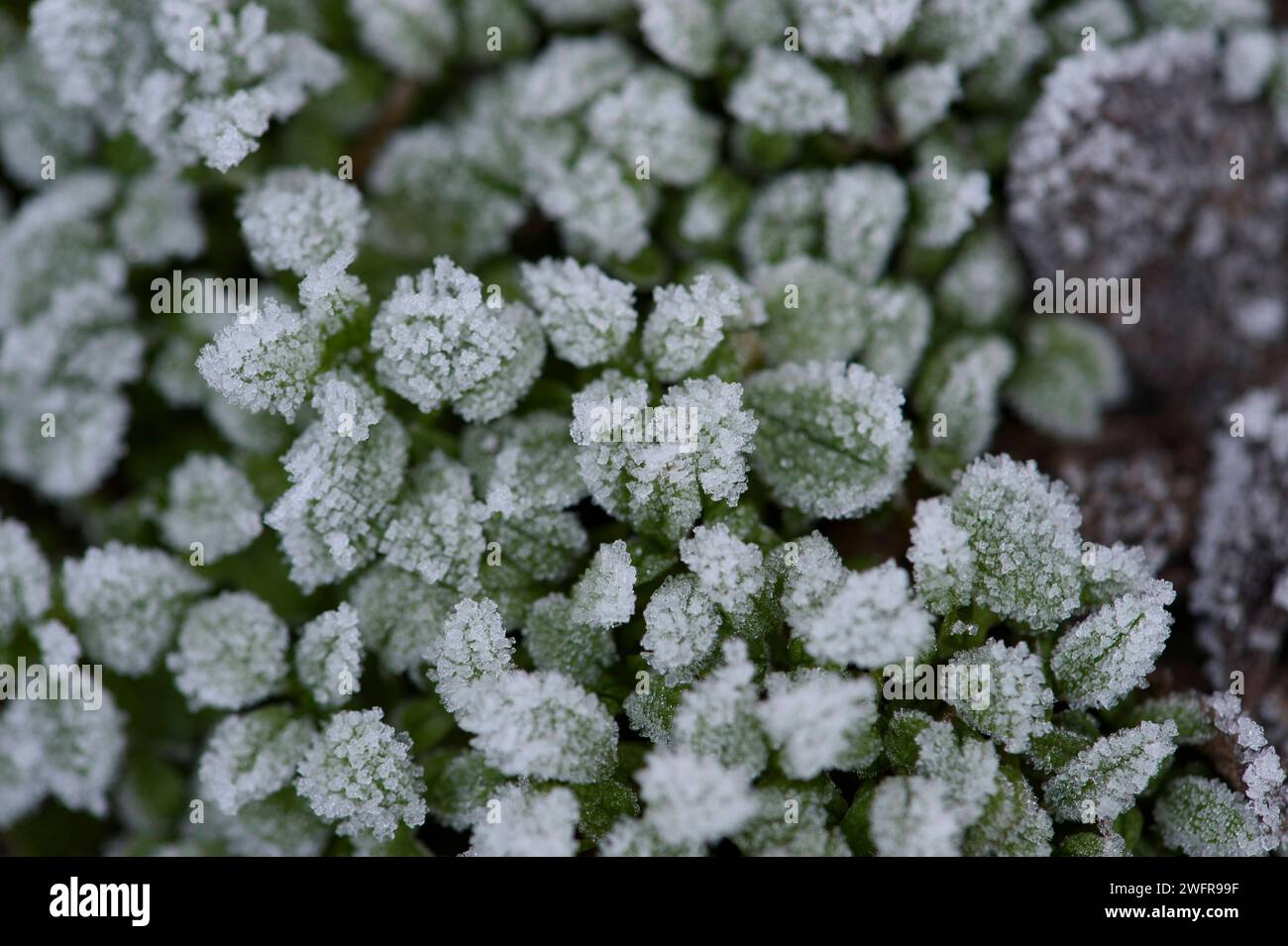 30.01.2024, Deutschland, Baden Würrtemberg, Reif umzieht ein Blatt, BLF **** 30 01 2024, Germania, Baden Würrtemberg, Reif umzieht ein Blatt, BLF 16046504 Bernd Leitner Photography Foto Stock