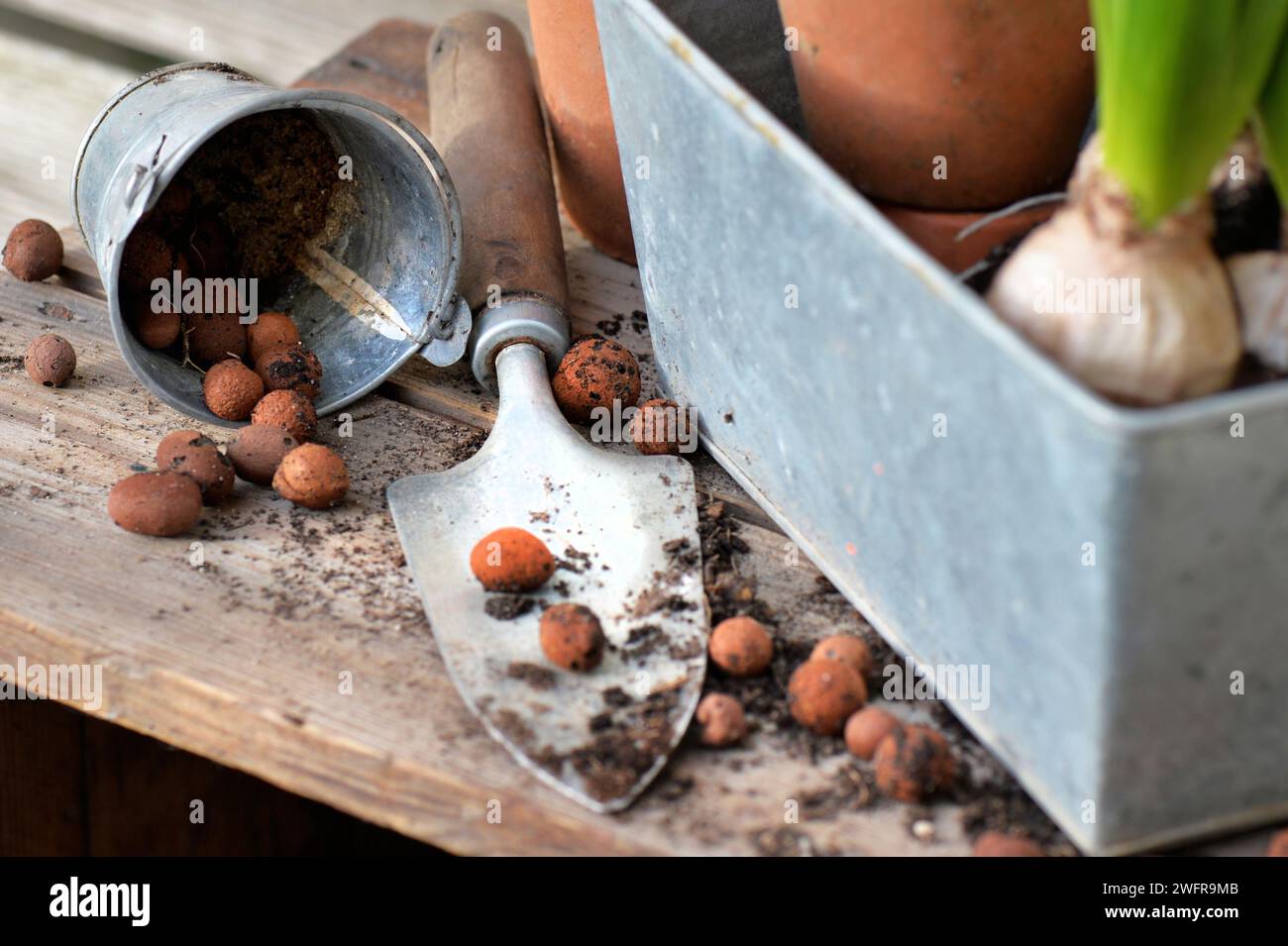 chiudi le palle di argilla e lo sporco in una pala posta su un tavolo di legno accanto alla pianta in una lattina di metallo Foto Stock