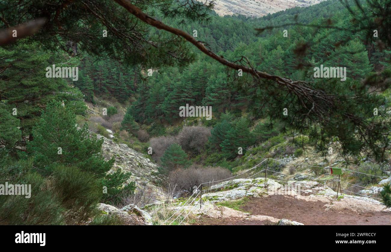 Paesaggio naturale tra le montagne con pini di pietra circondati su tutti i lati in una mattinata d'autunno. Natura viva. Montagne di Madrid. Guadarrama. Foto Stock